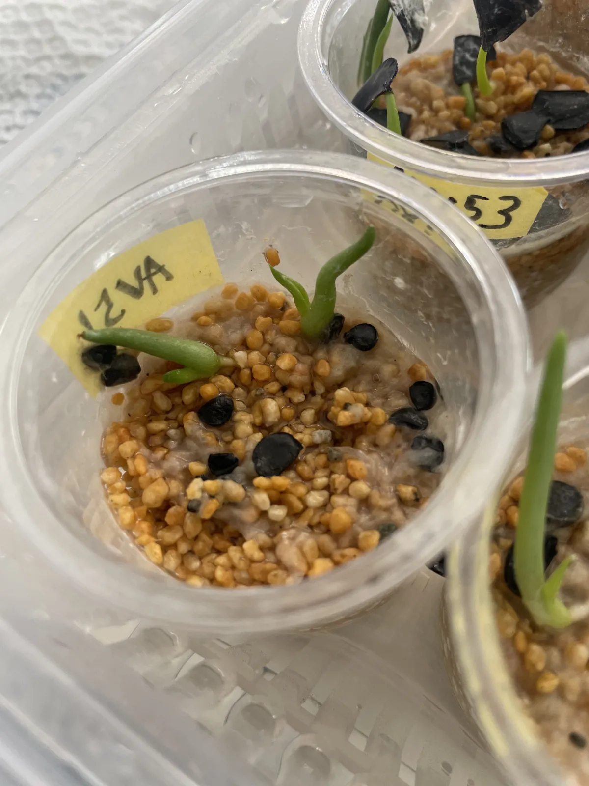 Agave pintilla (アガベ ピンティラ)