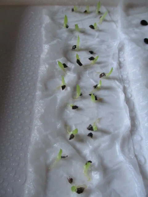  アロエ アクレアータ Aloe aculeata