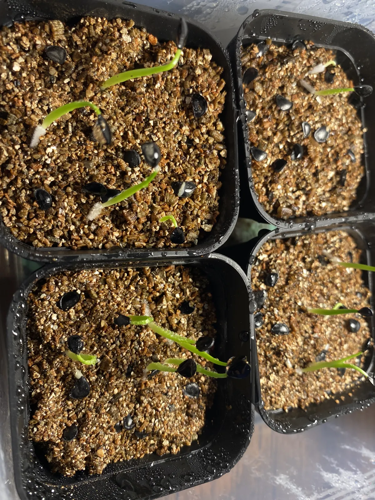 Agave ovatifolia (アガベ オバティフォリア)