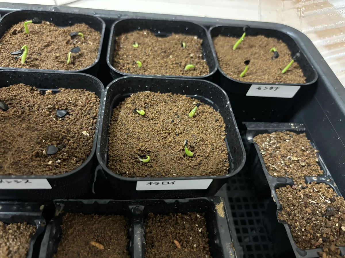 Agave oteroi (アガベ オテロイ)