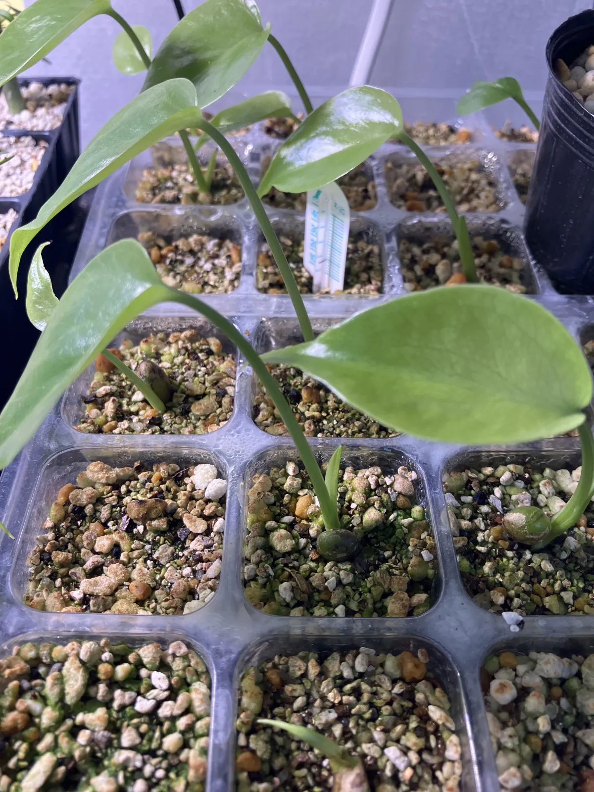 Monstera deliciosa Tauerii (モンステラ タウエリー)