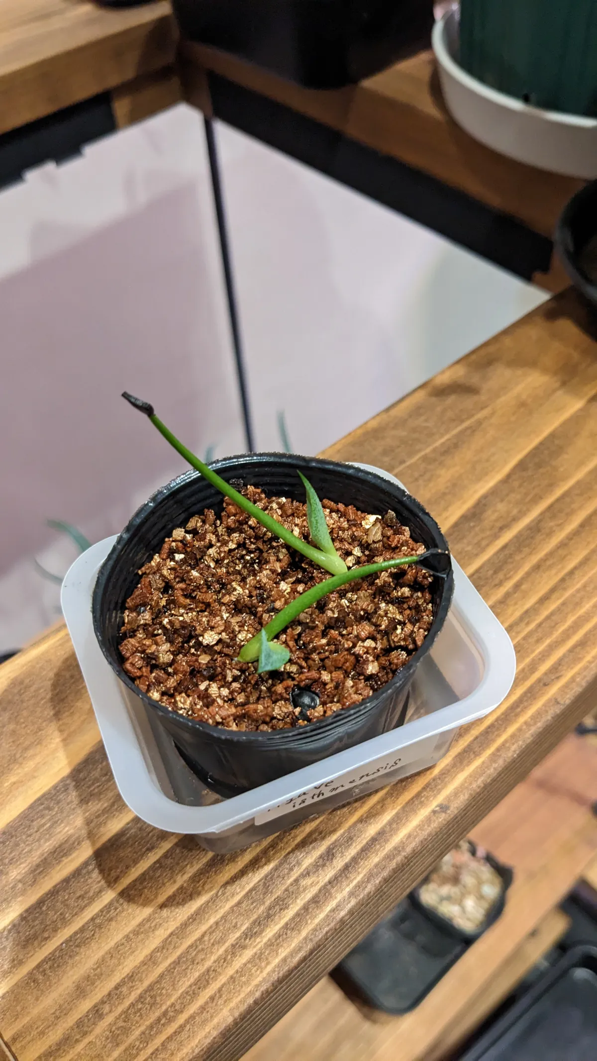 Agave isthmensis (アガベ イシスメンシス)