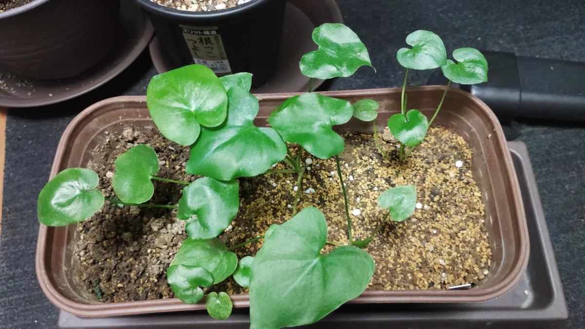 Philodendron selloum (フィロデンドロン セロウム)