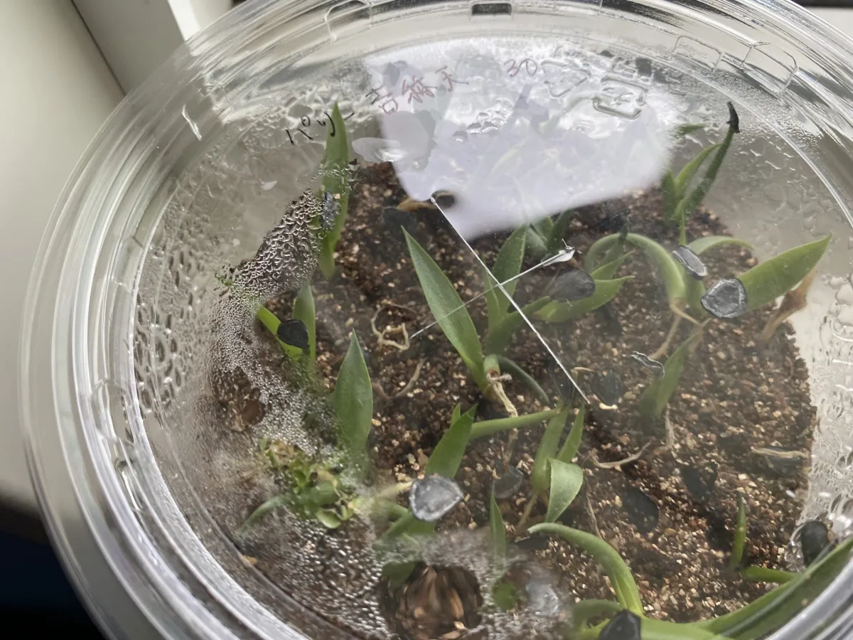 Agave parryi subsp. parryi (アガベ パリー)