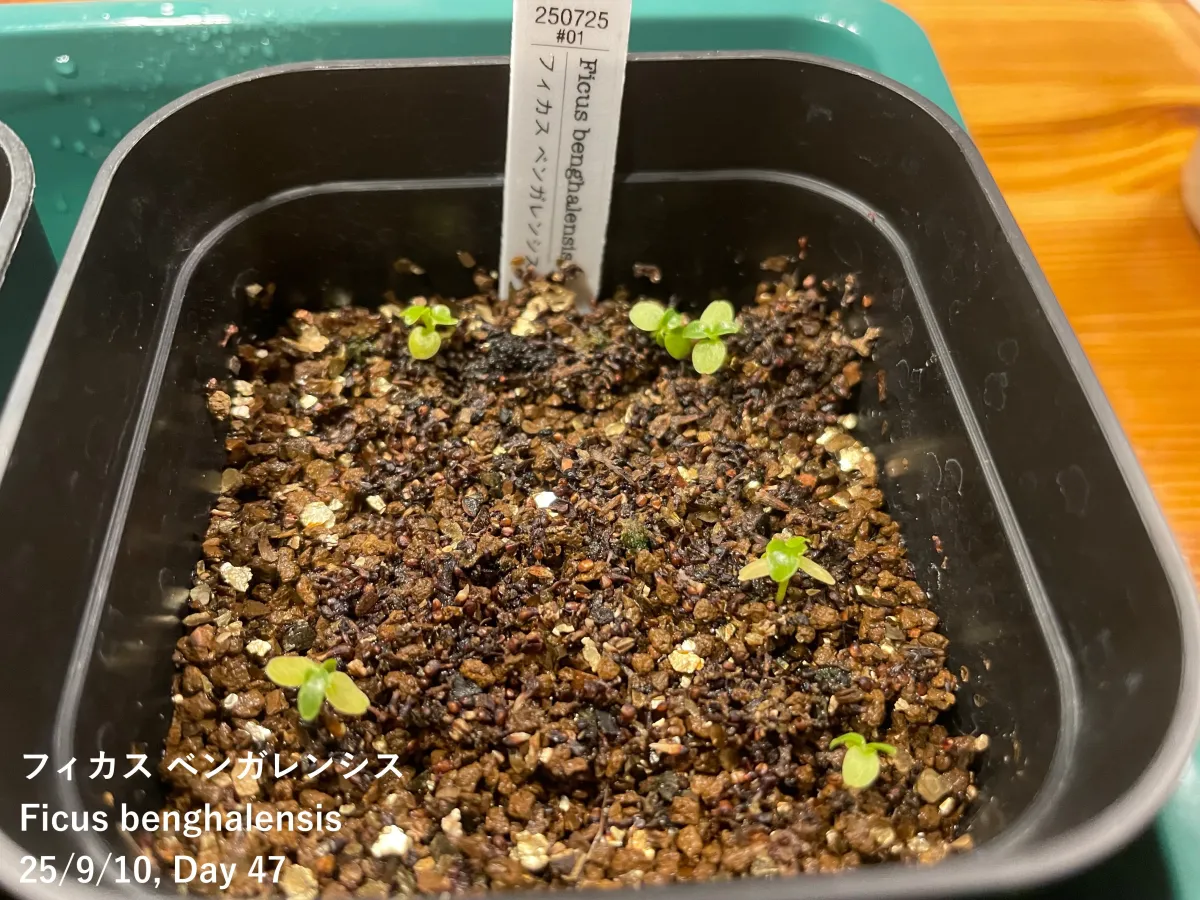 Ficus benghalensis (フィカス ベンガレンシス)
