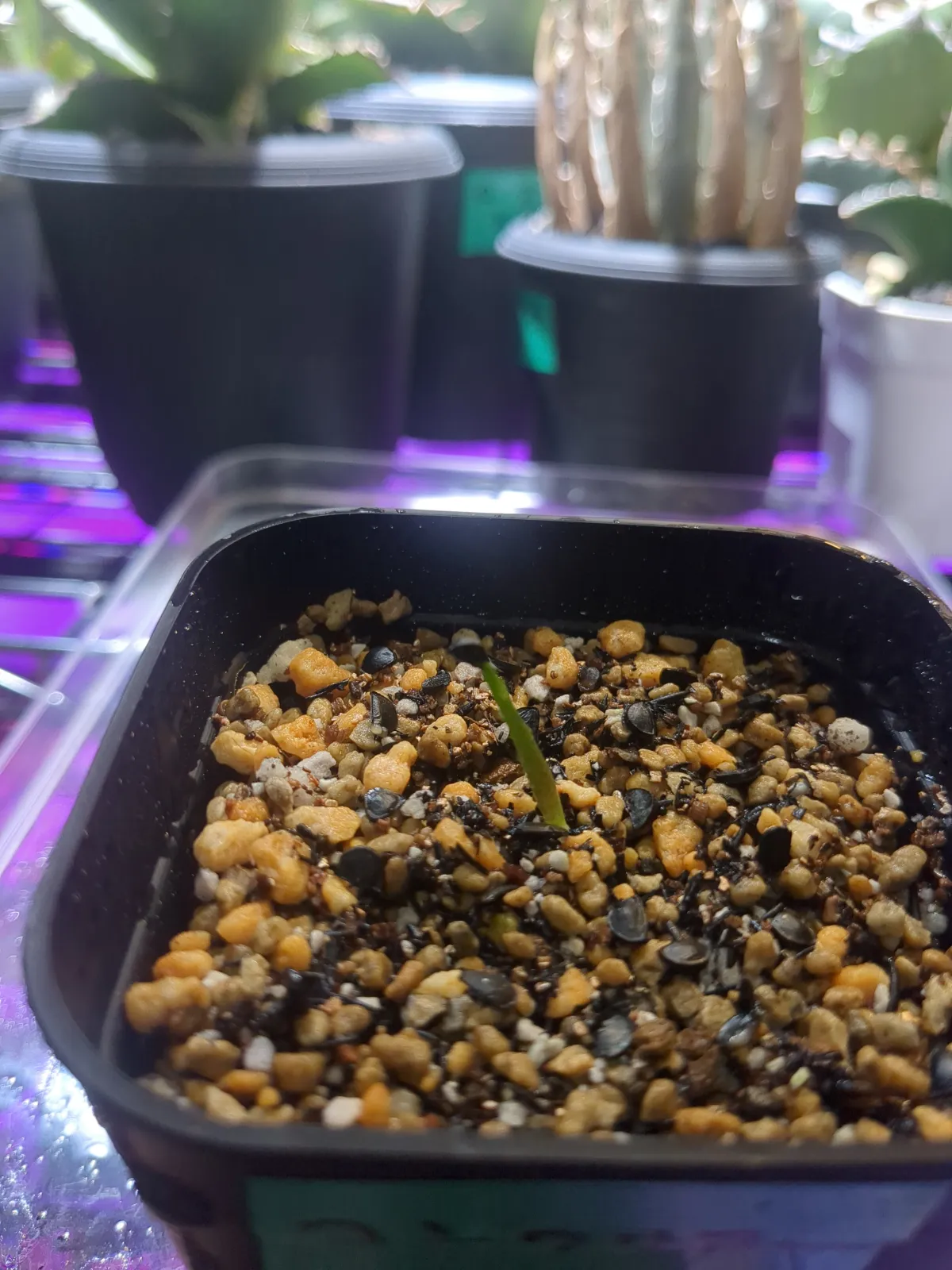 Agave convallis (アガベ コンワリス)