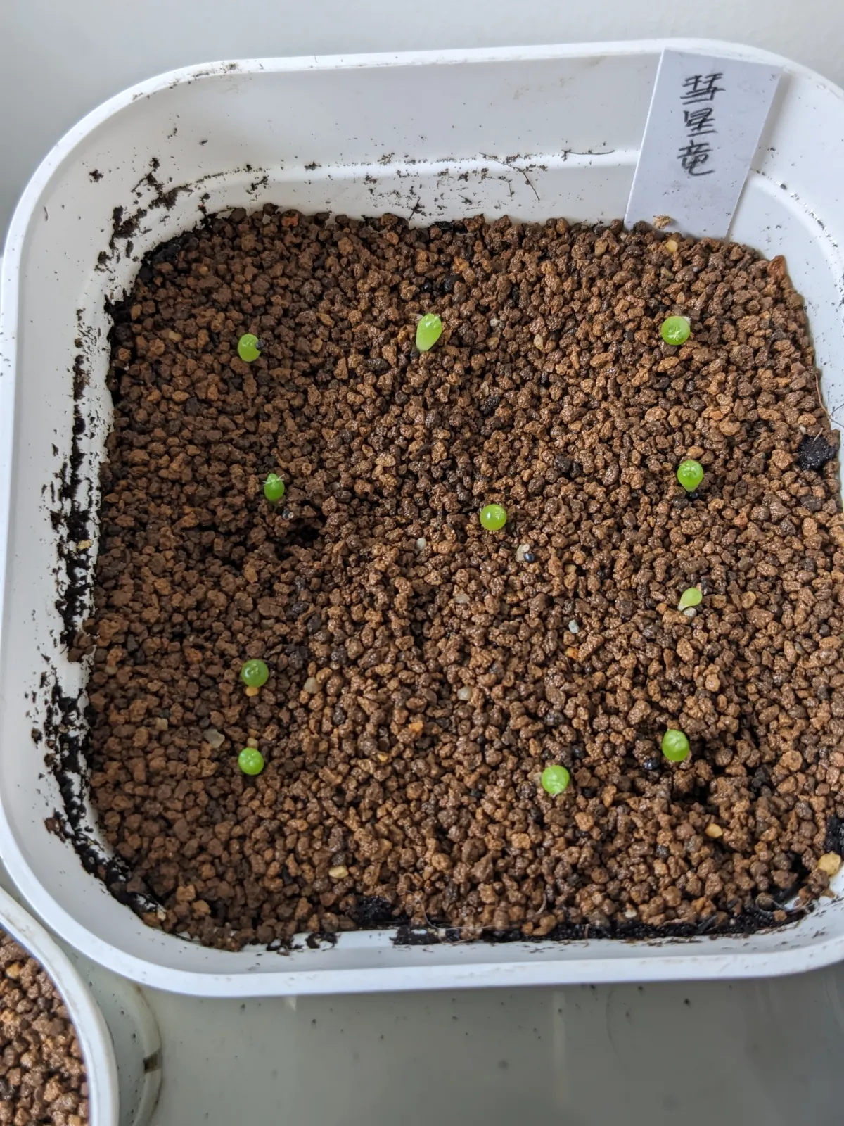 Stenocactus zacatecasensis subsp. zacatecasensis (エキノフォスロカクタス ザカテカセンシス)