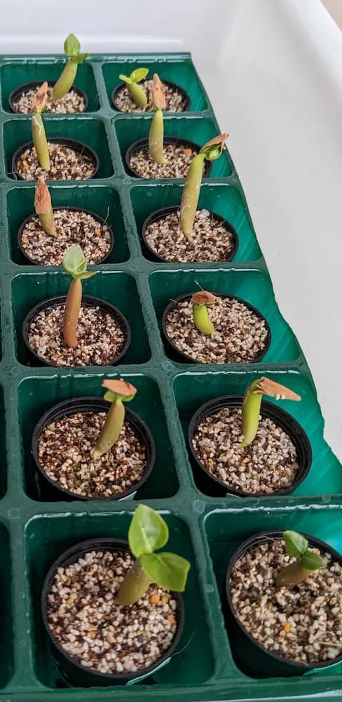 Adenium arabicum (アデニウム アラビカム)