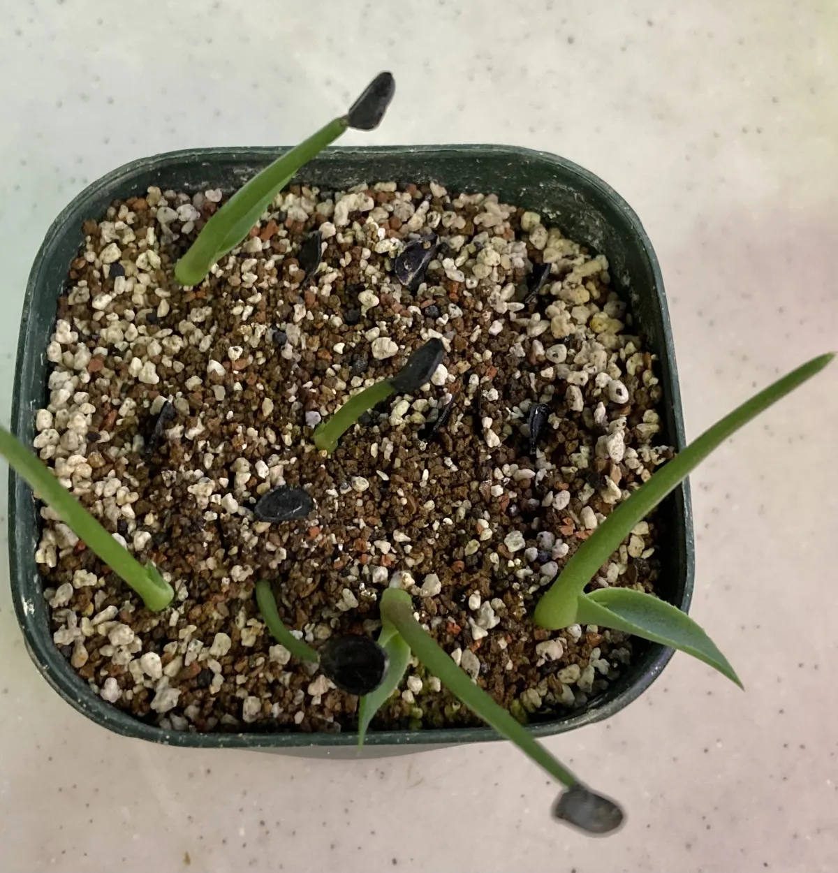 Agave mapisaga (アガベ マピサガ)