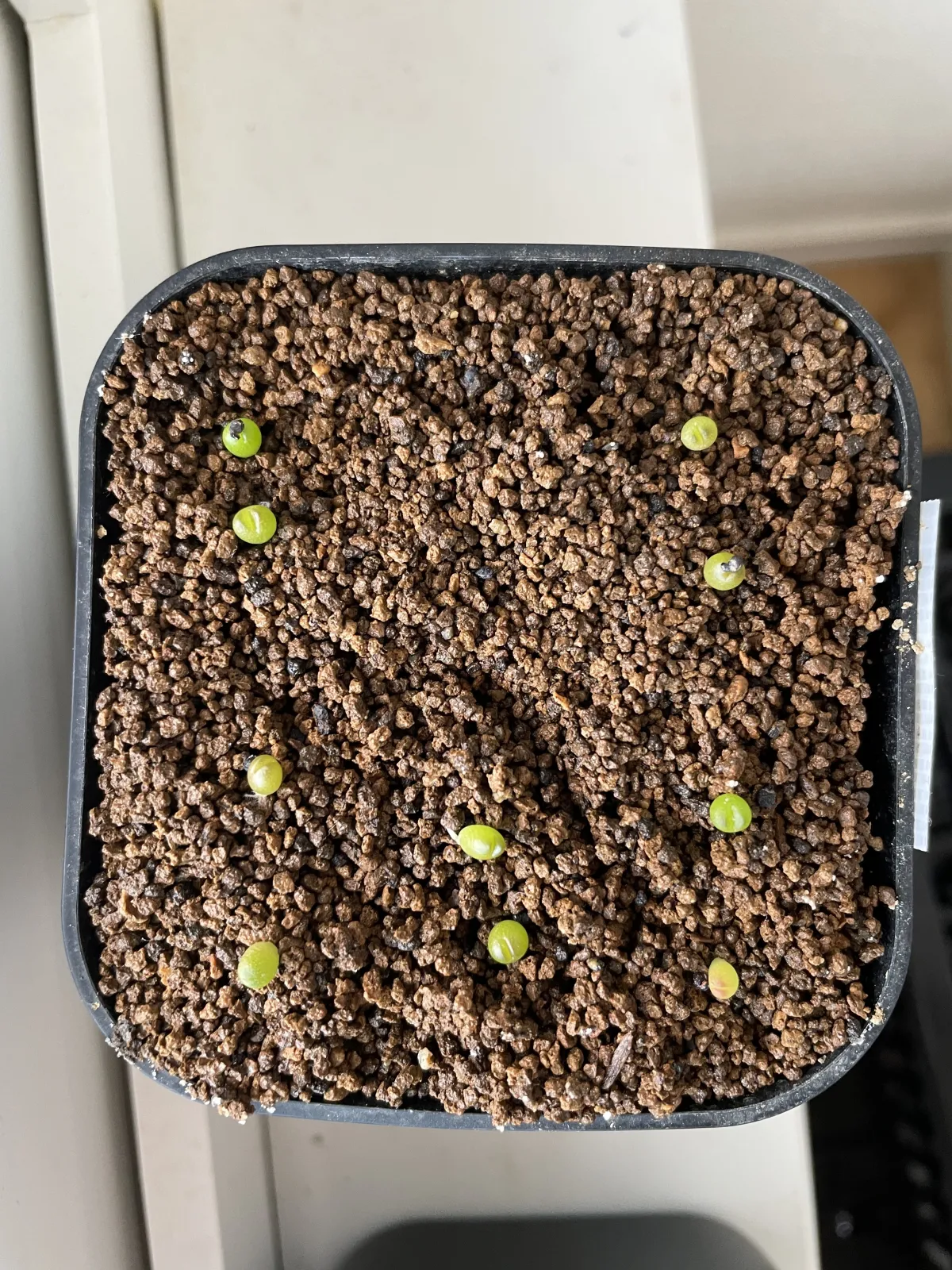 Ariocarpus fissuratus var. hintonii (アリオカルプス ヒントニー 亀甲牡丹)