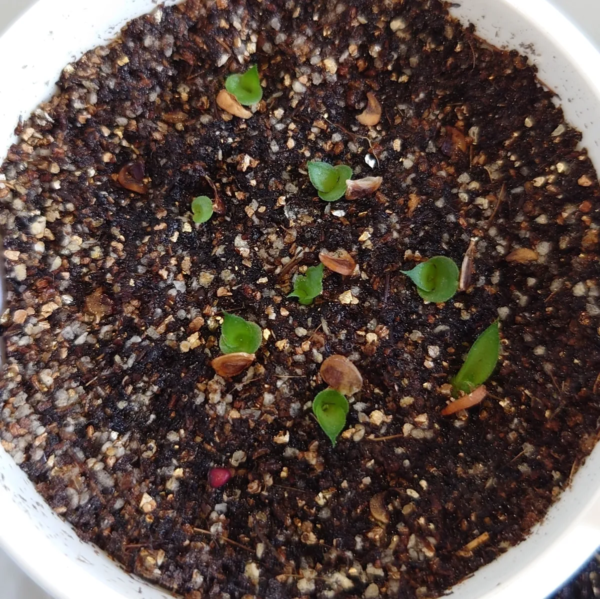 Dyckia marnier-lapostollei (ディッキア マルニエルラポストレイ)