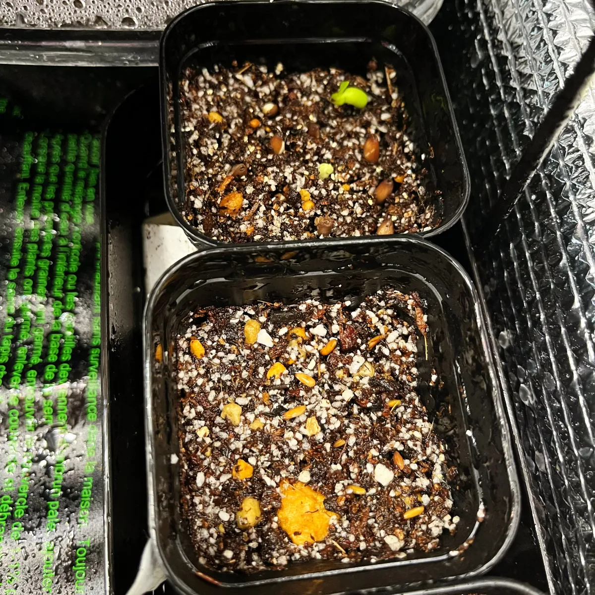 Pachypodium brevicaule subsp. leucoxanthum (パキポディウム レウコキサンツム)