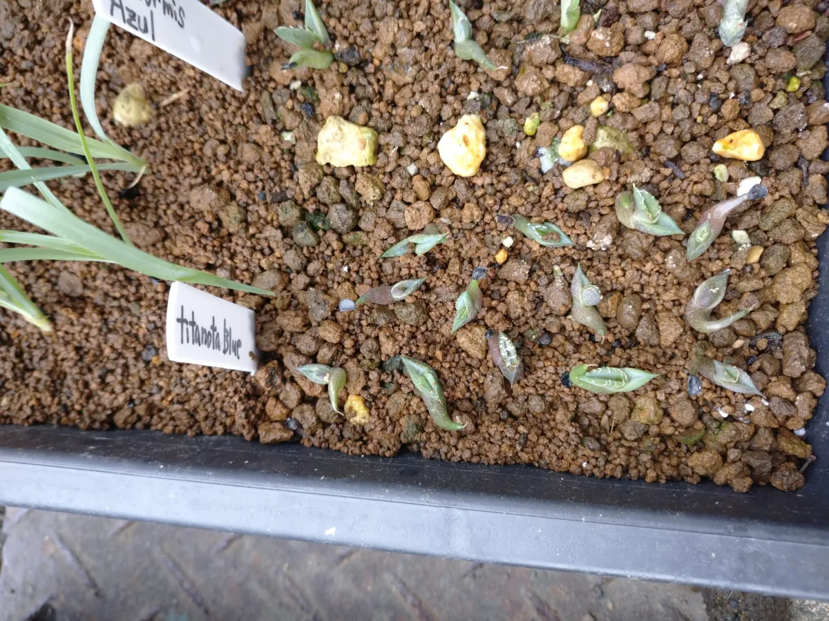 Agave titanota 'Blue' (アガベ チタノタブルー)