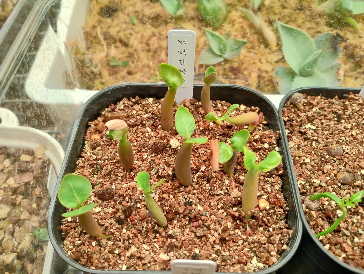 Adenium arabicum (アデニウム アラビカム)