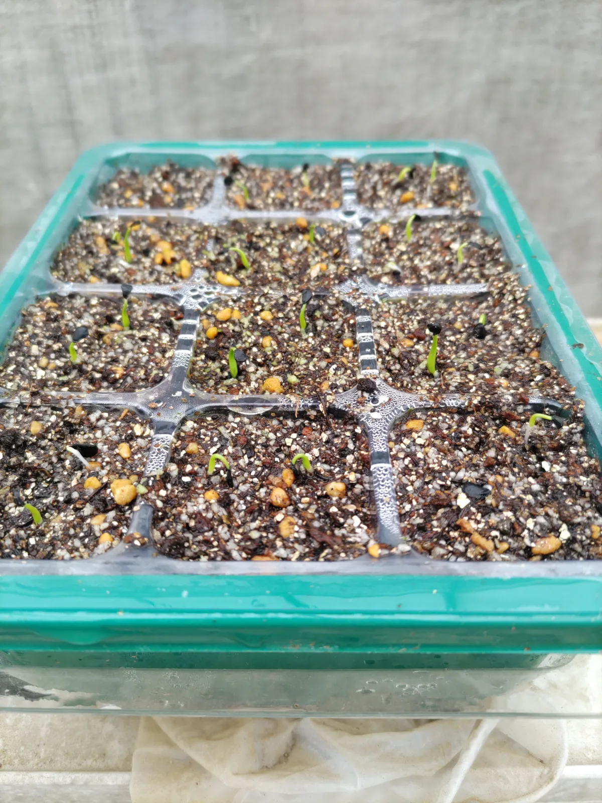 Agave utahensis var. eborispina (アガベ エボリスピナ)