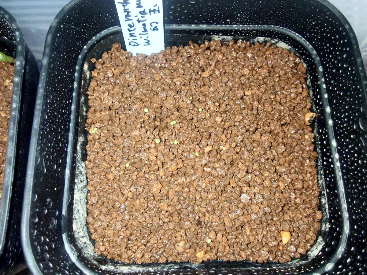 Dinteranthus wilmotianus (ディンテランタス 幻玉)