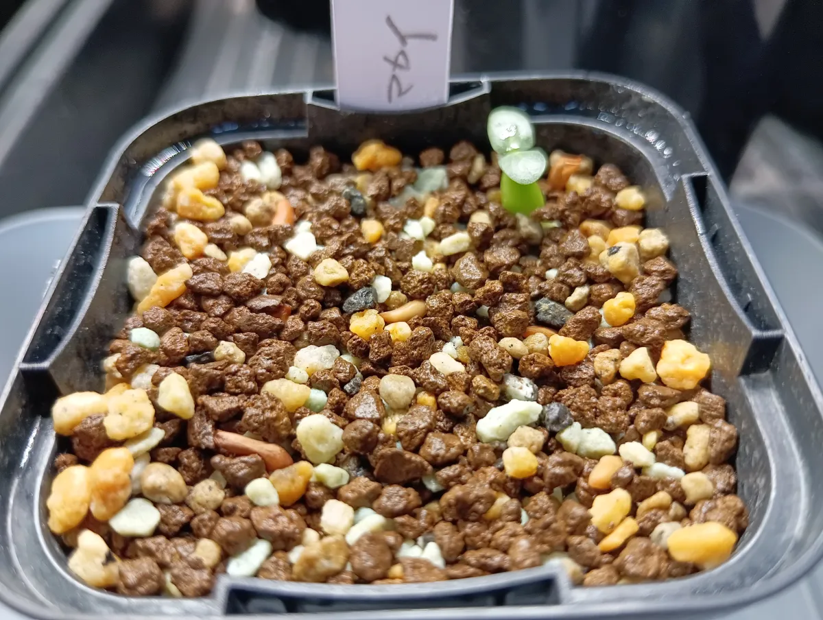 Pachypodium rosulatum subsp. makayense (パキポディウム マカイエンセ)