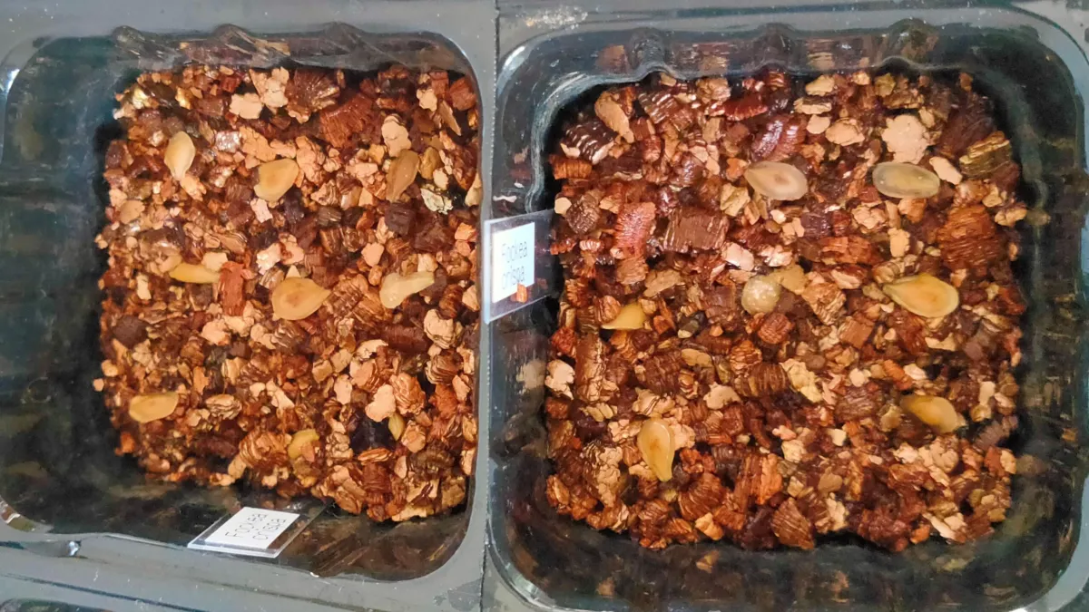 Fockea crispa (フォッケア クリスパ)