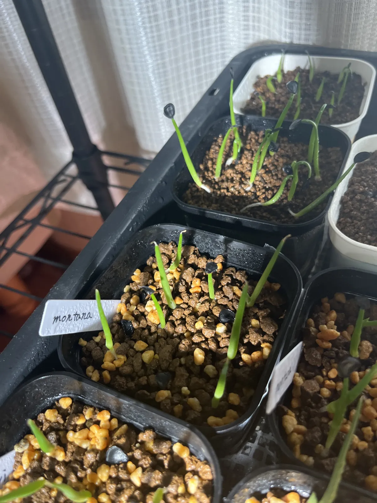 Agave montana (アガベ モンタナ)