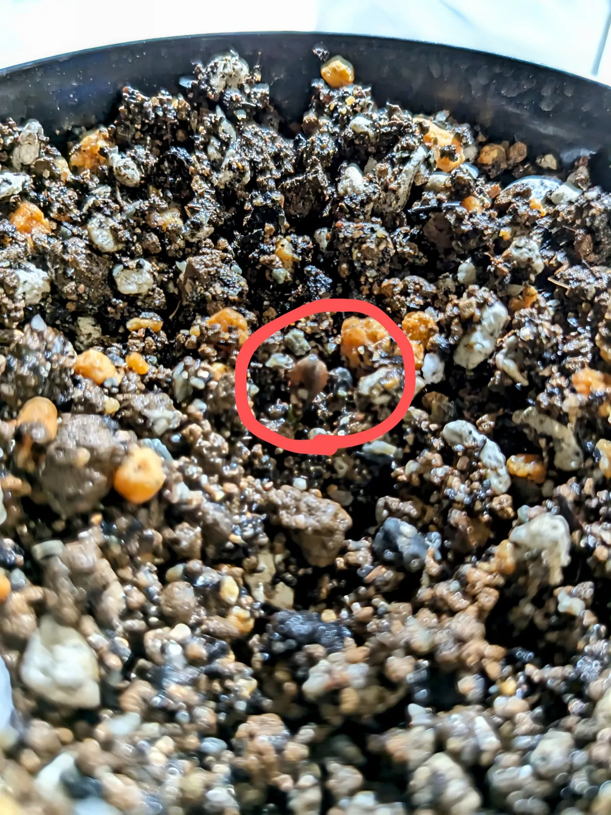 Senna meridionalis (センナ メリディオナリス)