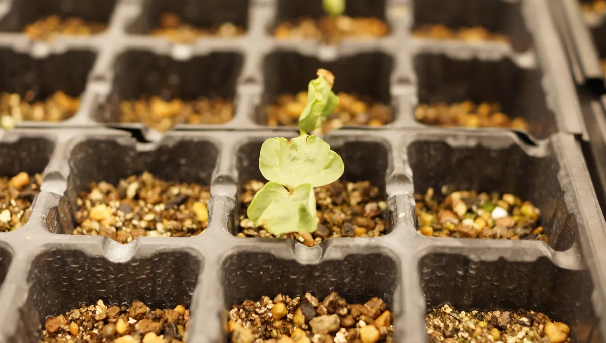 Commiphora mildbraedii Black Bark (コミフォラ ミルドブラエディ レッドブラウンバーク)