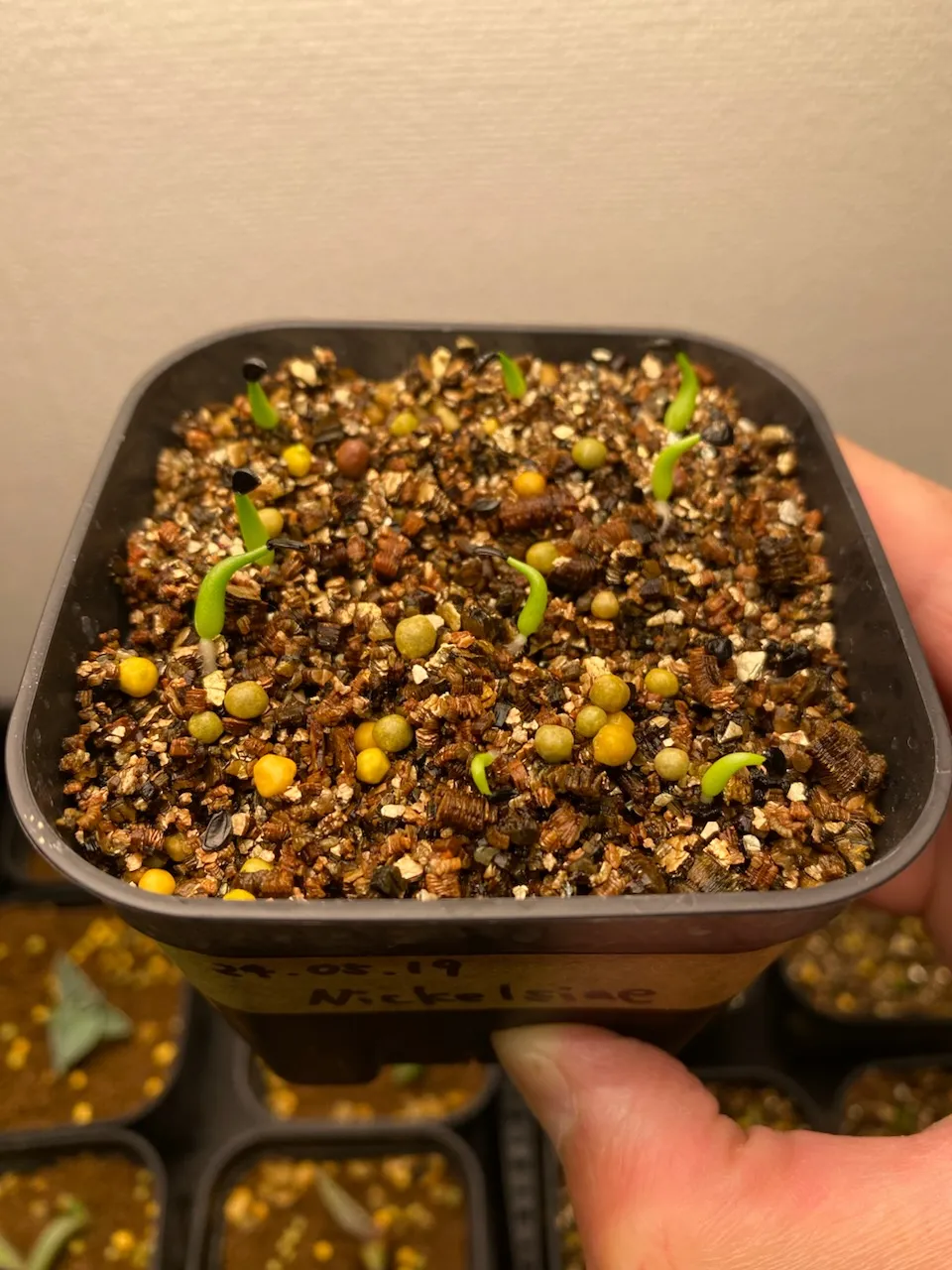 Agave nickelsiae (アガベ ニッケルシー)