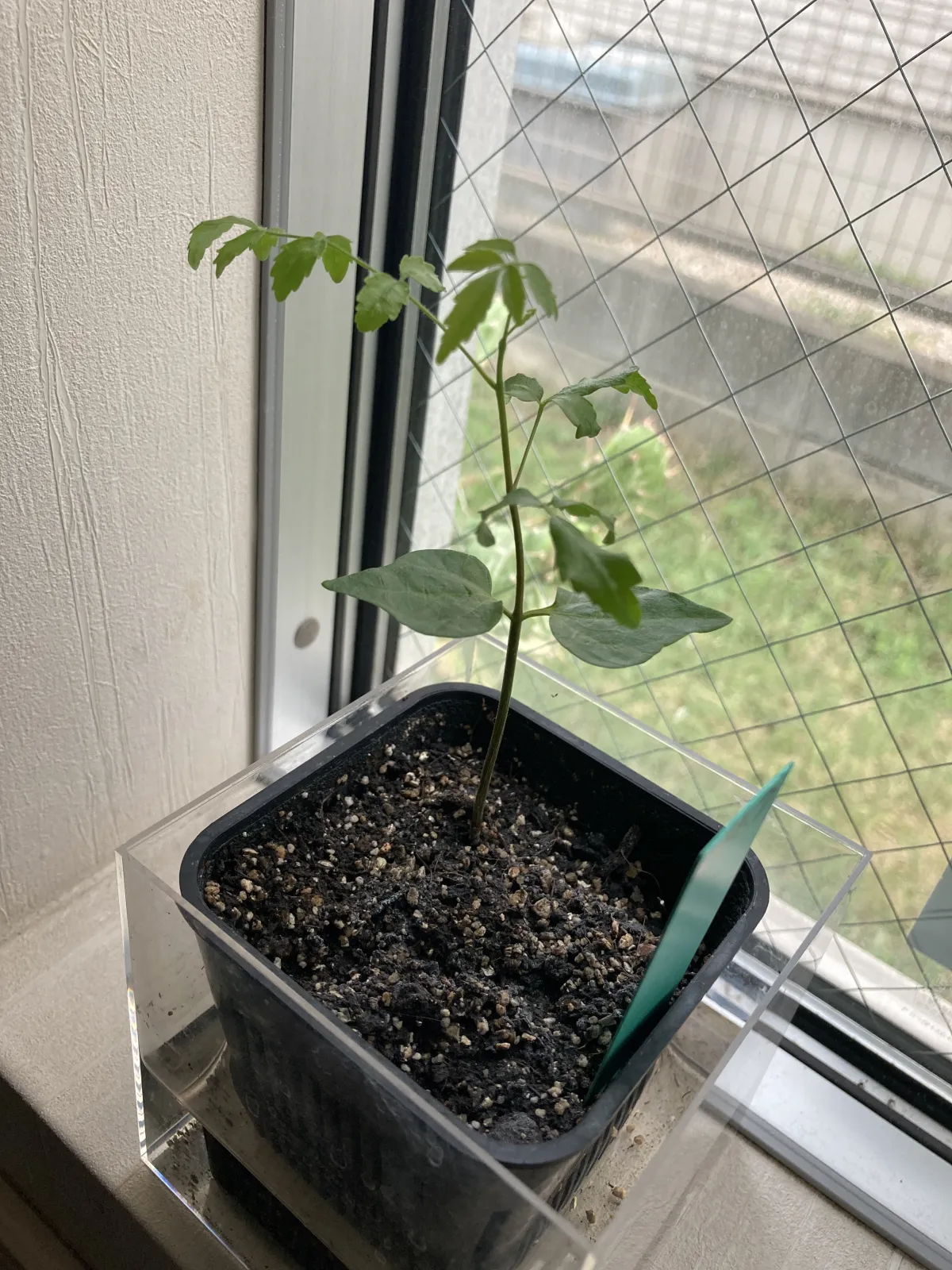 Commiphora orbicularis (コミフォラ オルビクラリス)