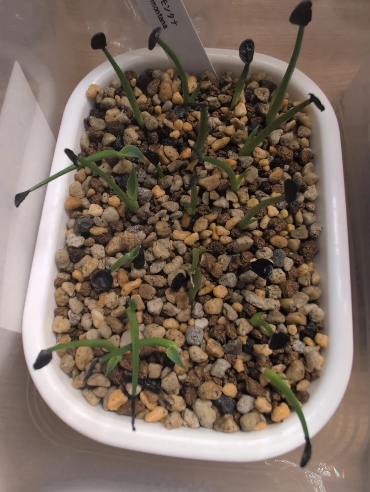 Agave montana (アガベ モンタナ)