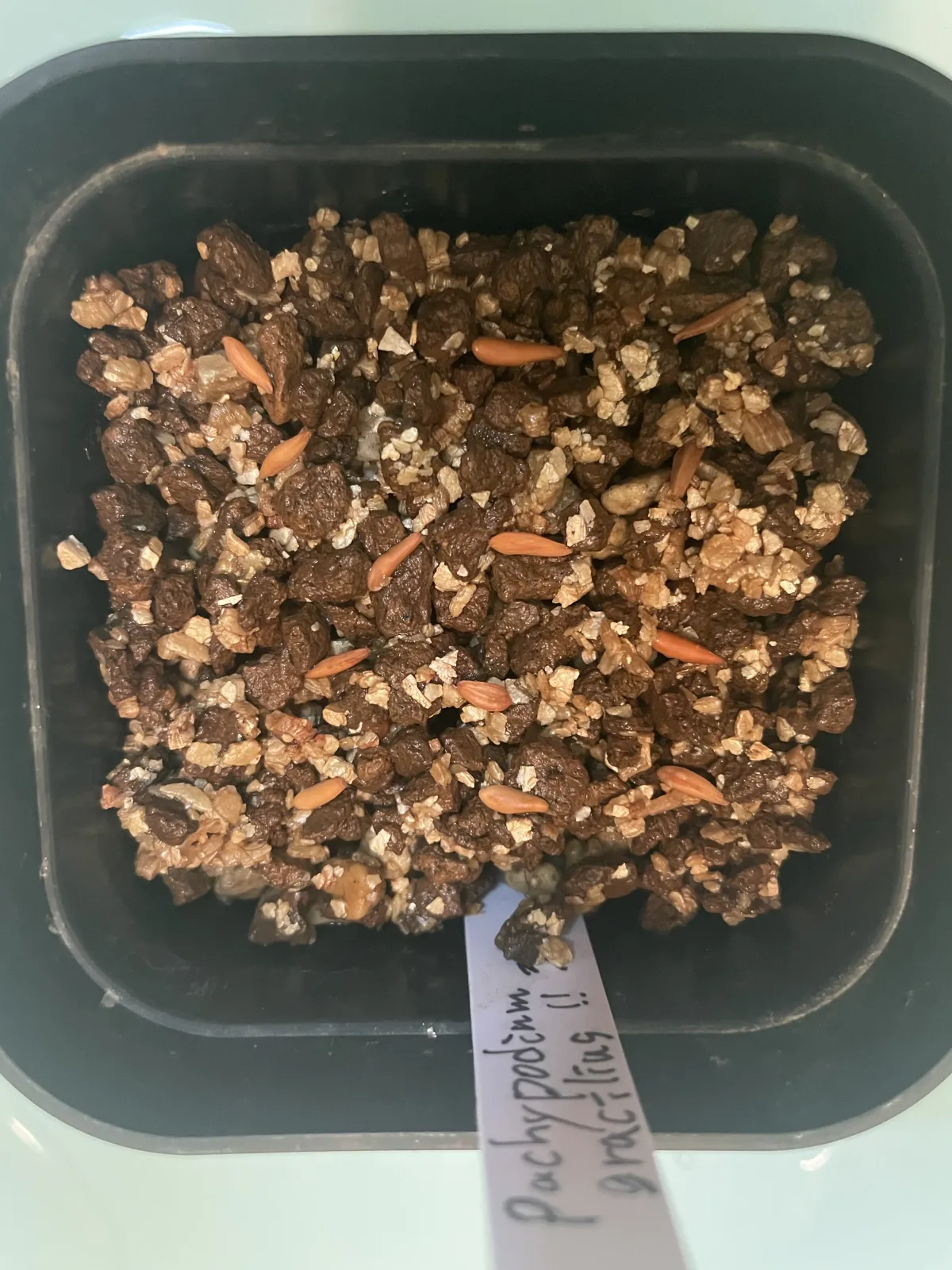 [無料種子] 発芽難 パキポディウム グラキリス　 Pachypodium rosulatum var. gracilius