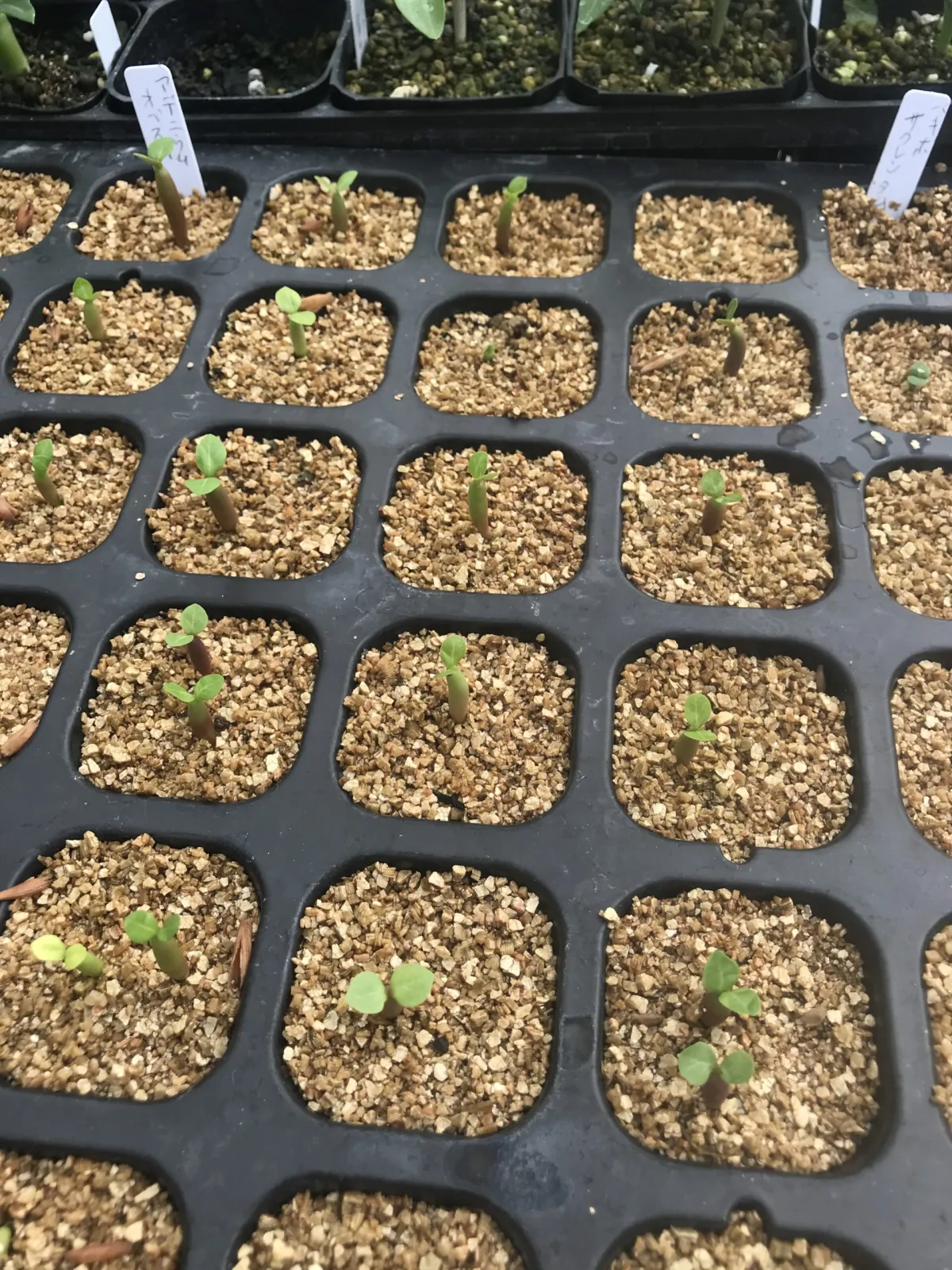 Adenium obesum (アデニウム オベスム)