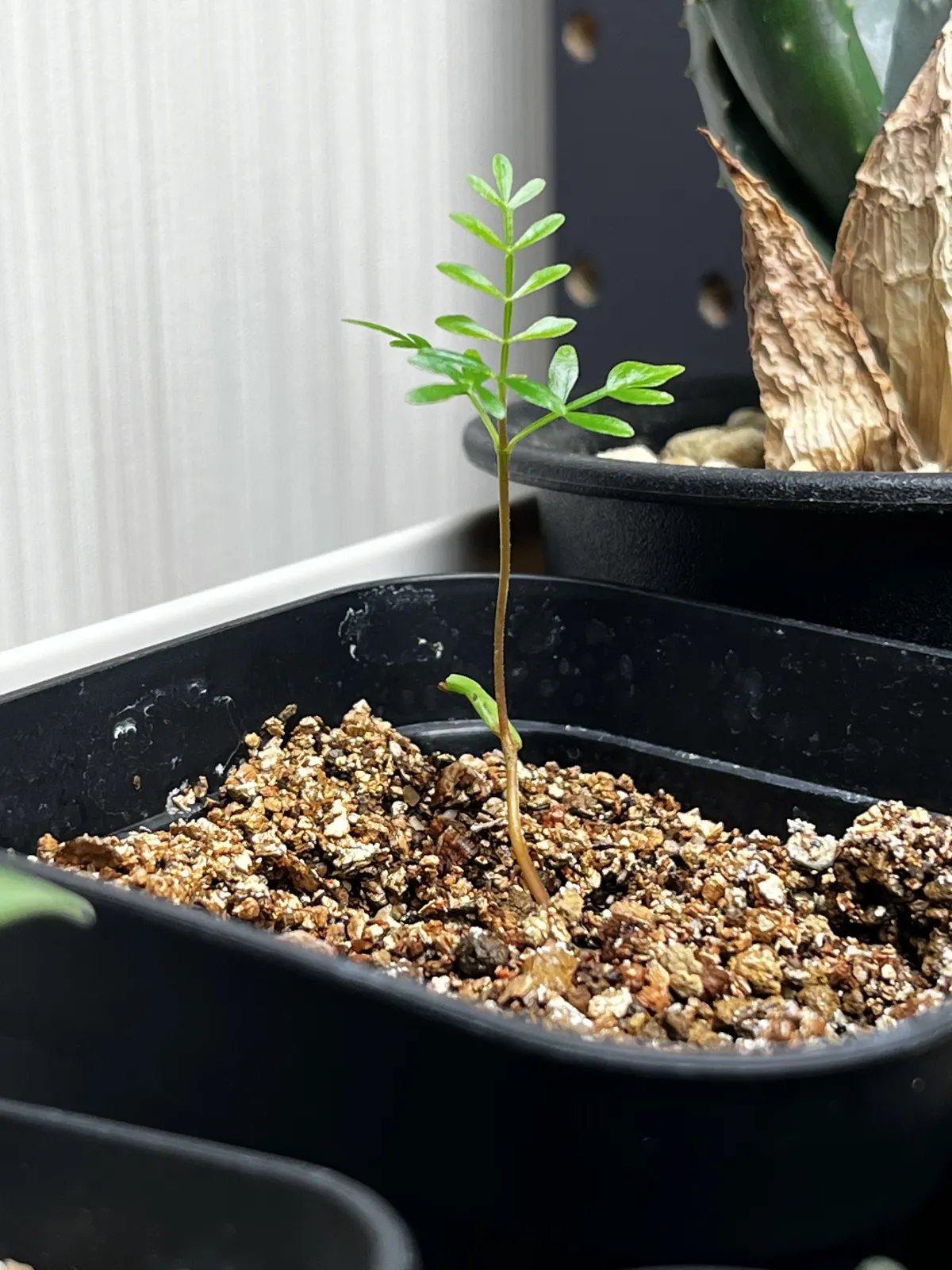 Operculicarya pachypus (オペルクリカリア パキプス)