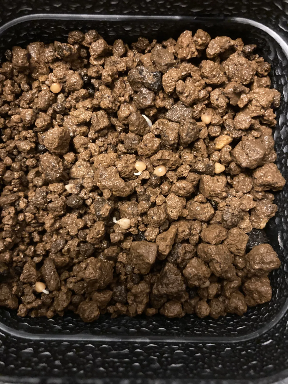 Dasylirion wheeleri (ダシリリオン ウィーレリ)