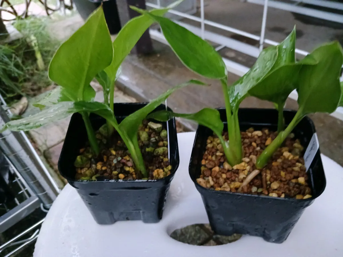 Strelitzia nicolai (ストレリチア ニコライ)