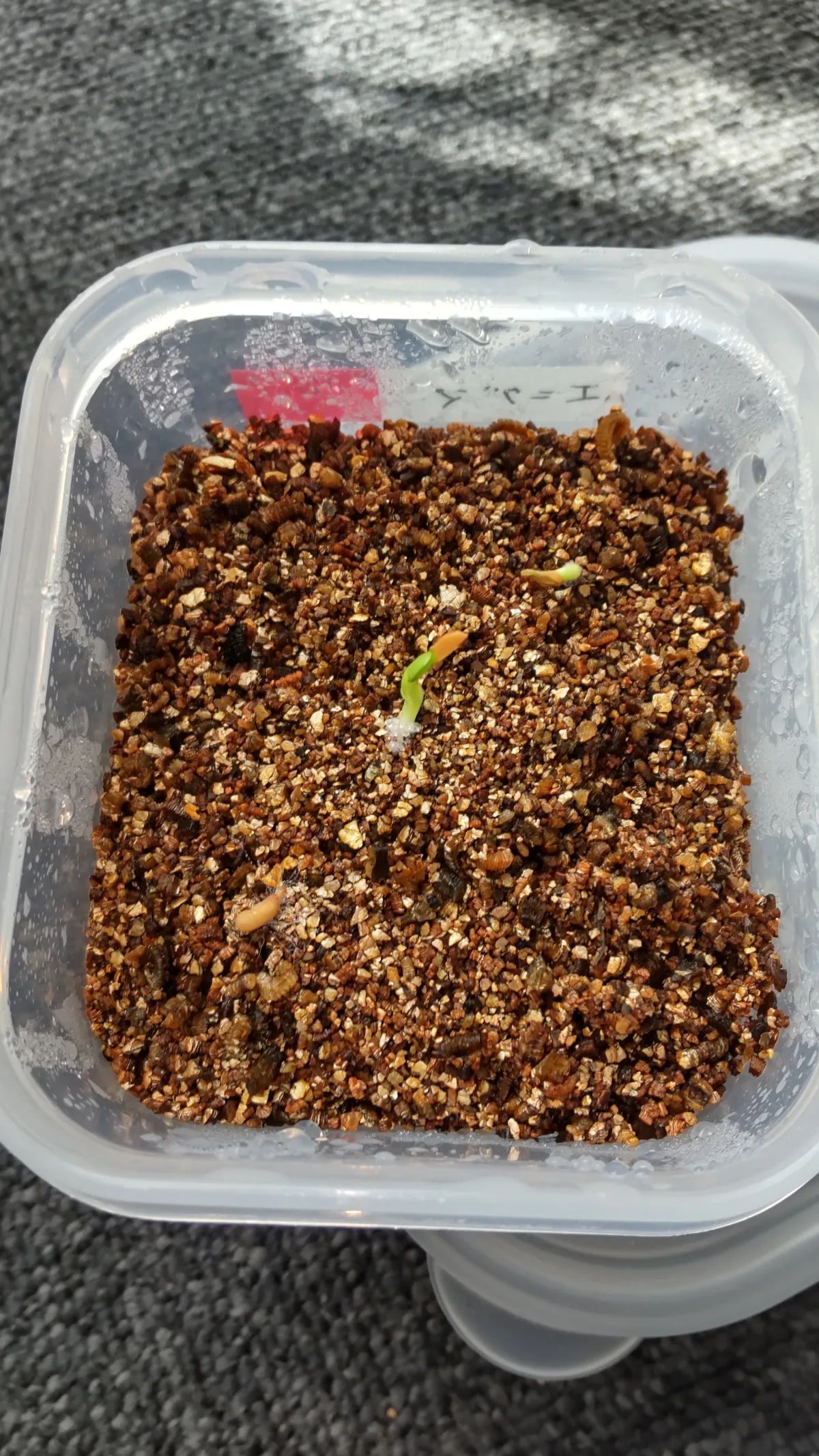 Pachypodium enigmaticum (パキポディウム エニグマチカム)