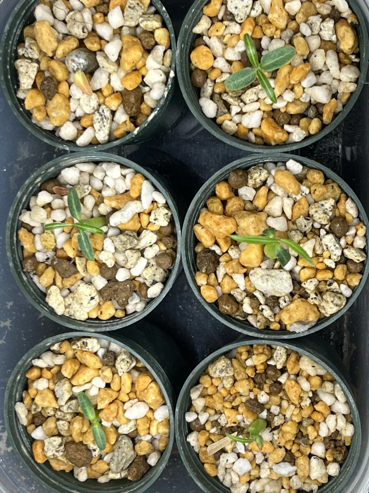 Pachypodium rosulatum var. gracilius (パキポディウム グラキリス)