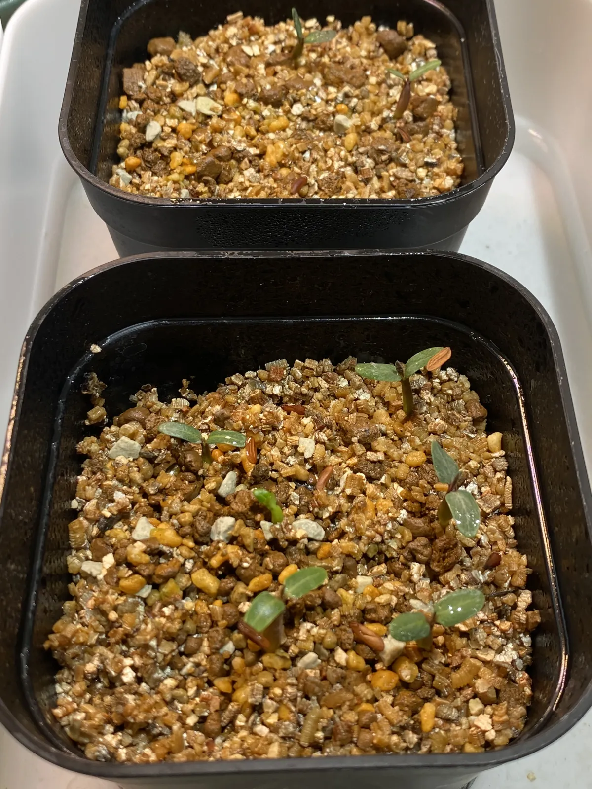 Pachypodium rosulatum var. gracilius (パキポディウム グラキリス)