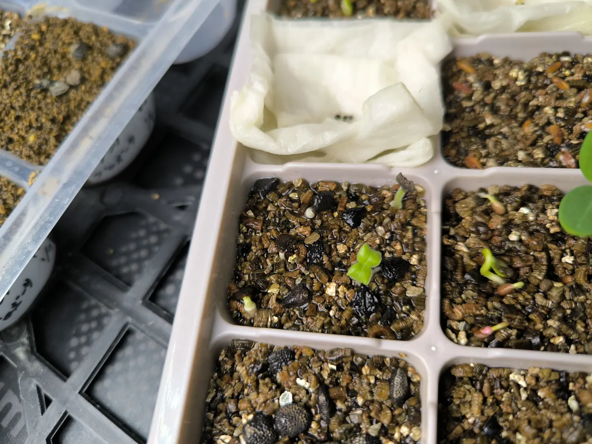 Uncarina grandidieri (ウンカリーナ グランディディエリ)