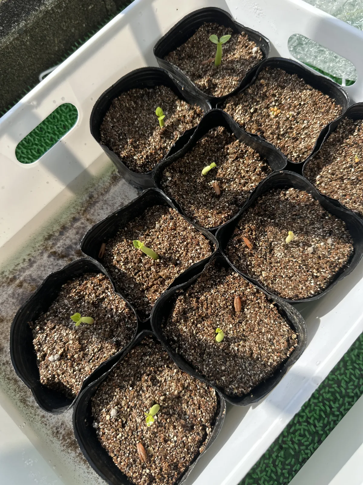 Adenium Godji x Snow Montra Siam Godji x Snow Montra Siam (アデニウム ゴッジxスノーモントラサイアム)