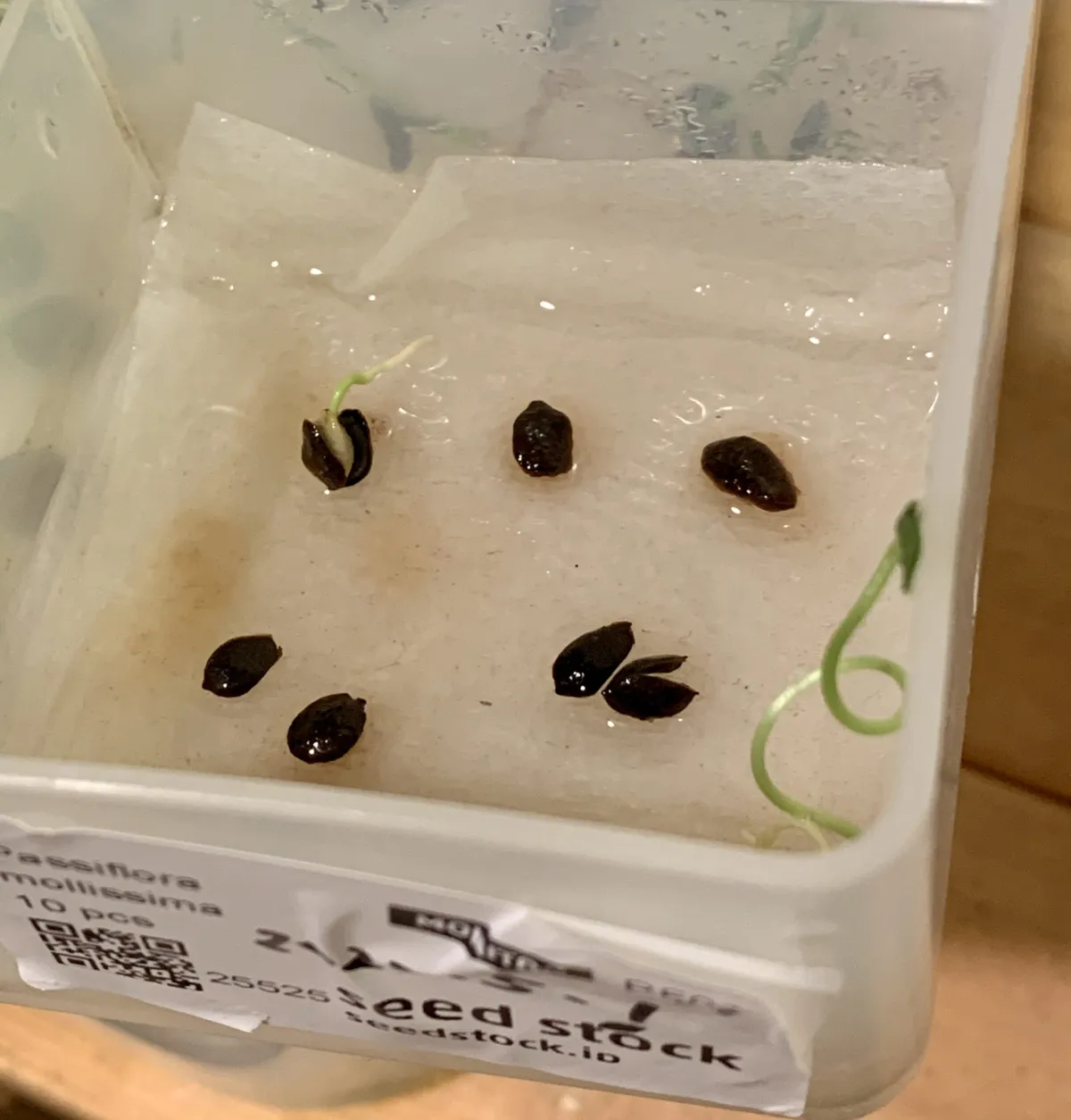 Passiflora mollissima (パッシフローラ モリッシマ)