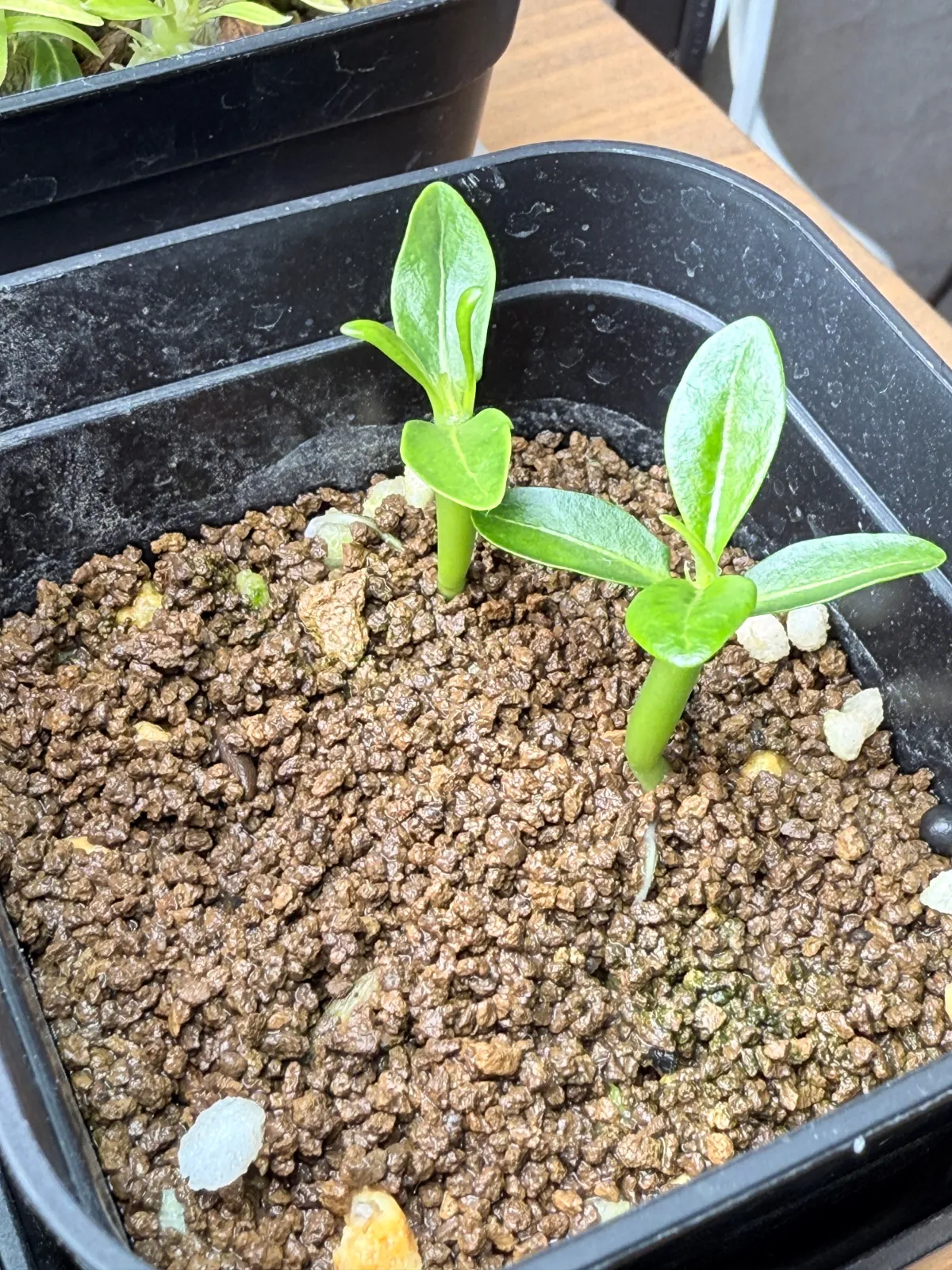 Pachypodium ambongense (パキポディウム アンボンゲンセ)