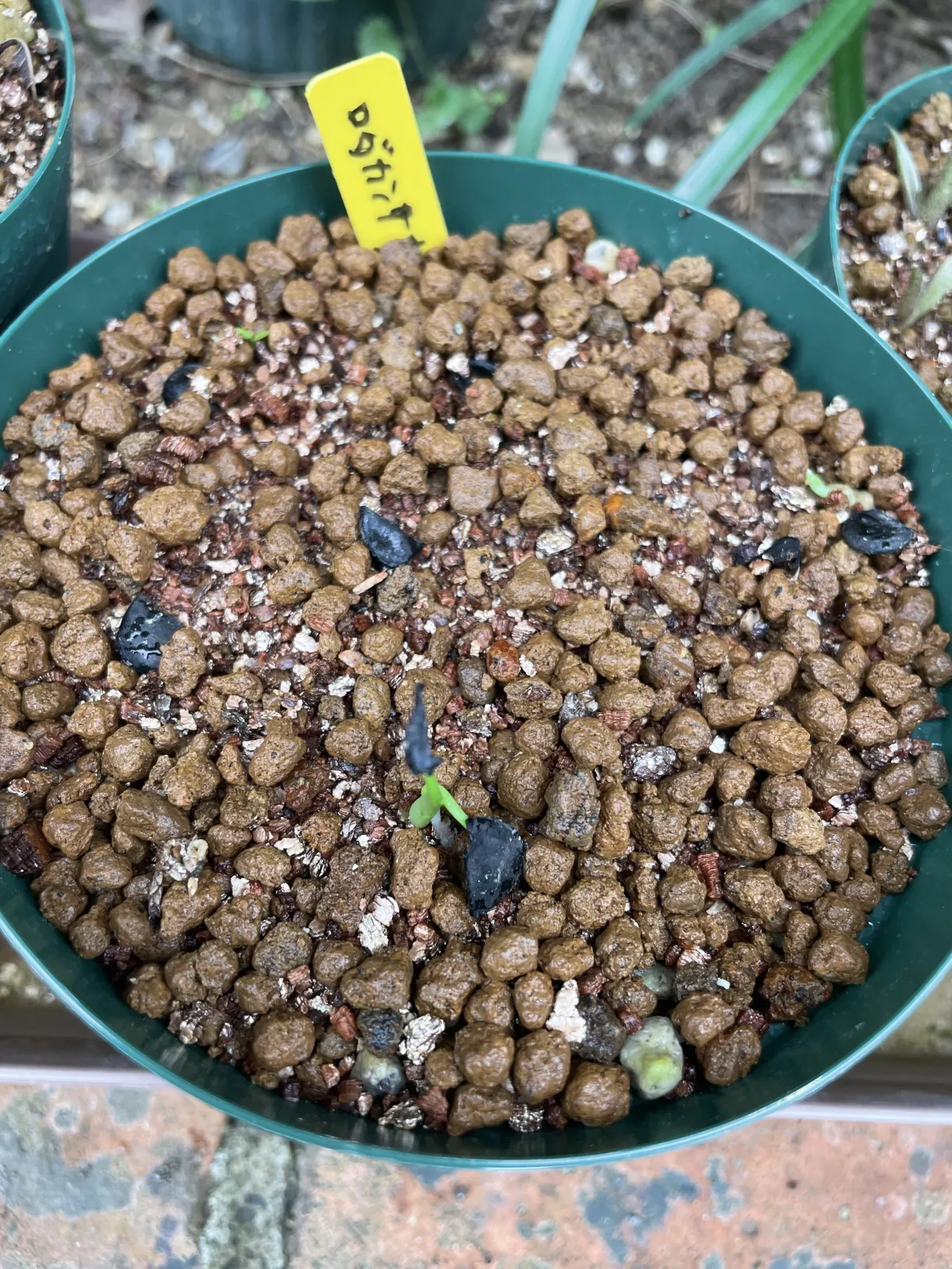 Agave rhodacantha (アガベ ロダカンサ)