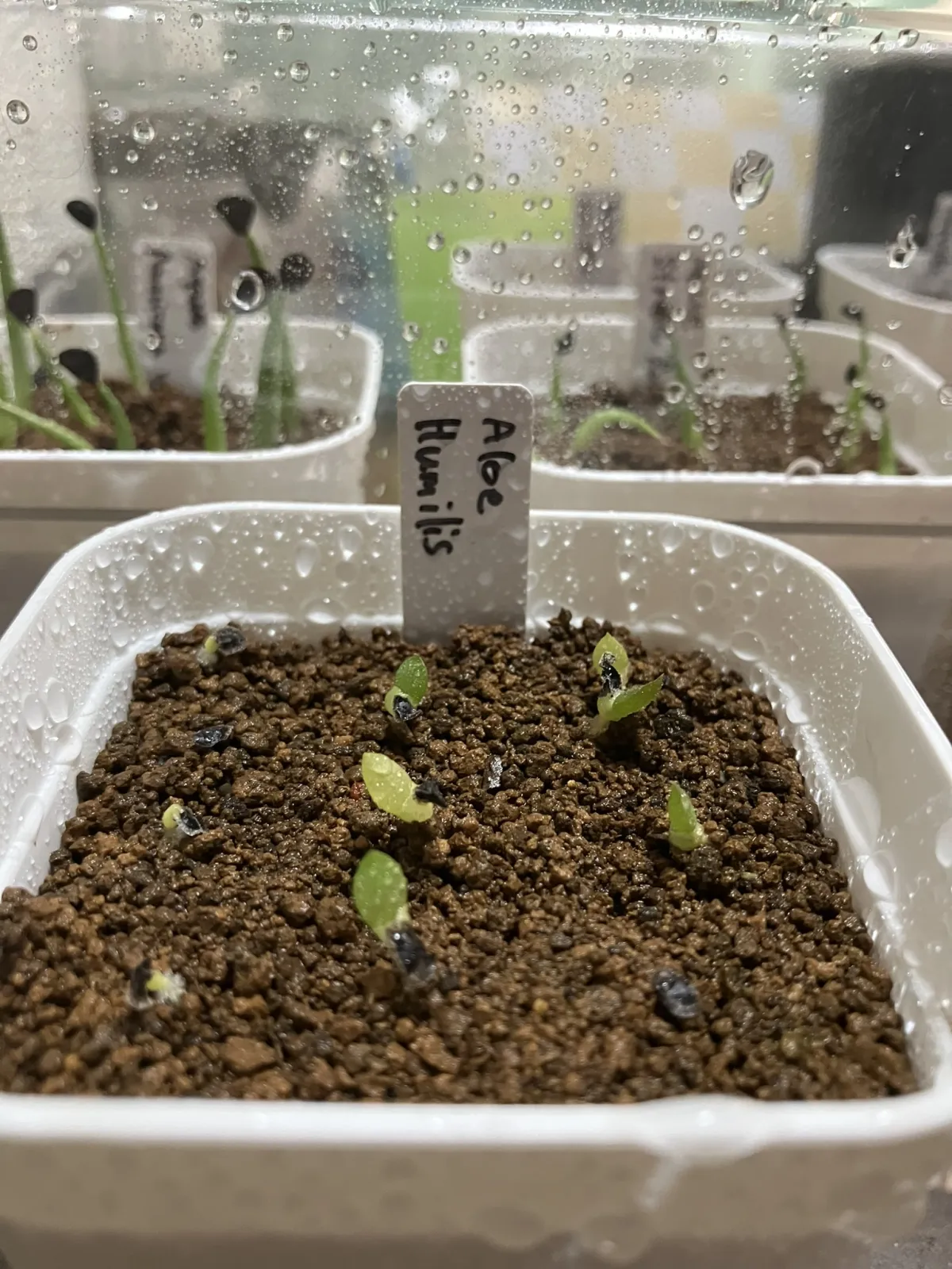 Aloe humilis (アロエ フミリス)