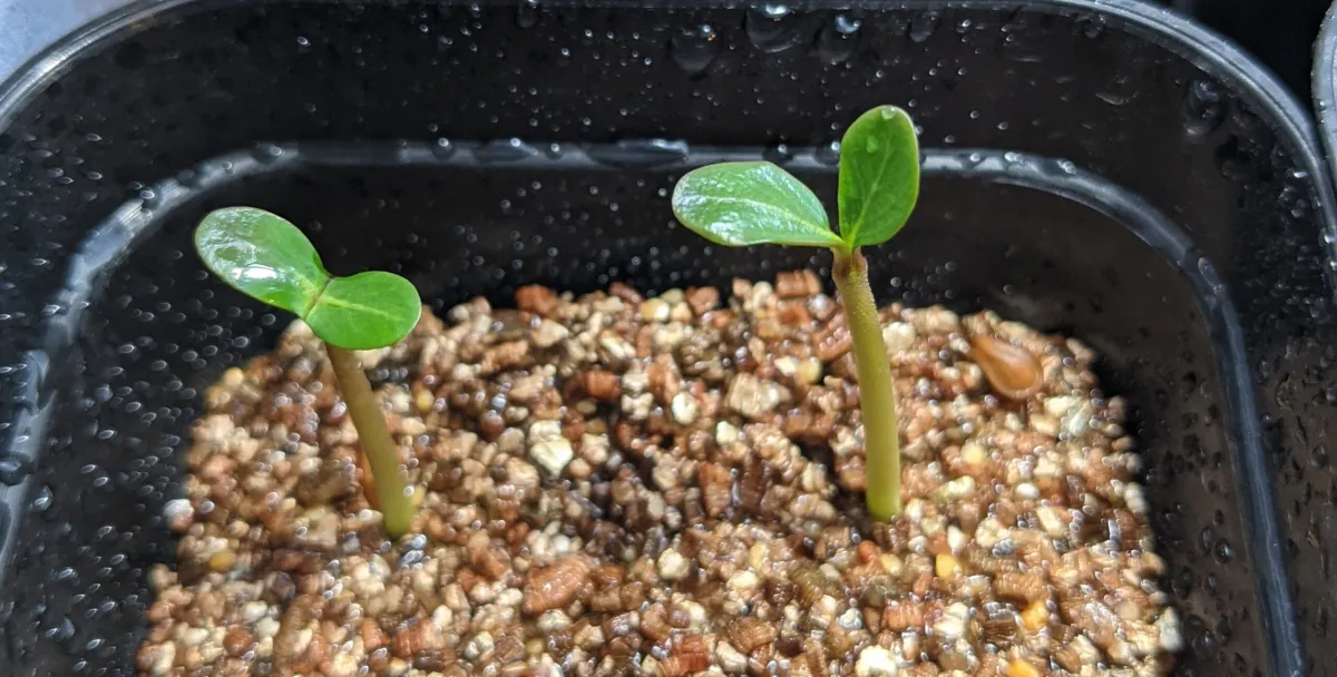 Pachypodium baronii (パキポディウム バロニー)