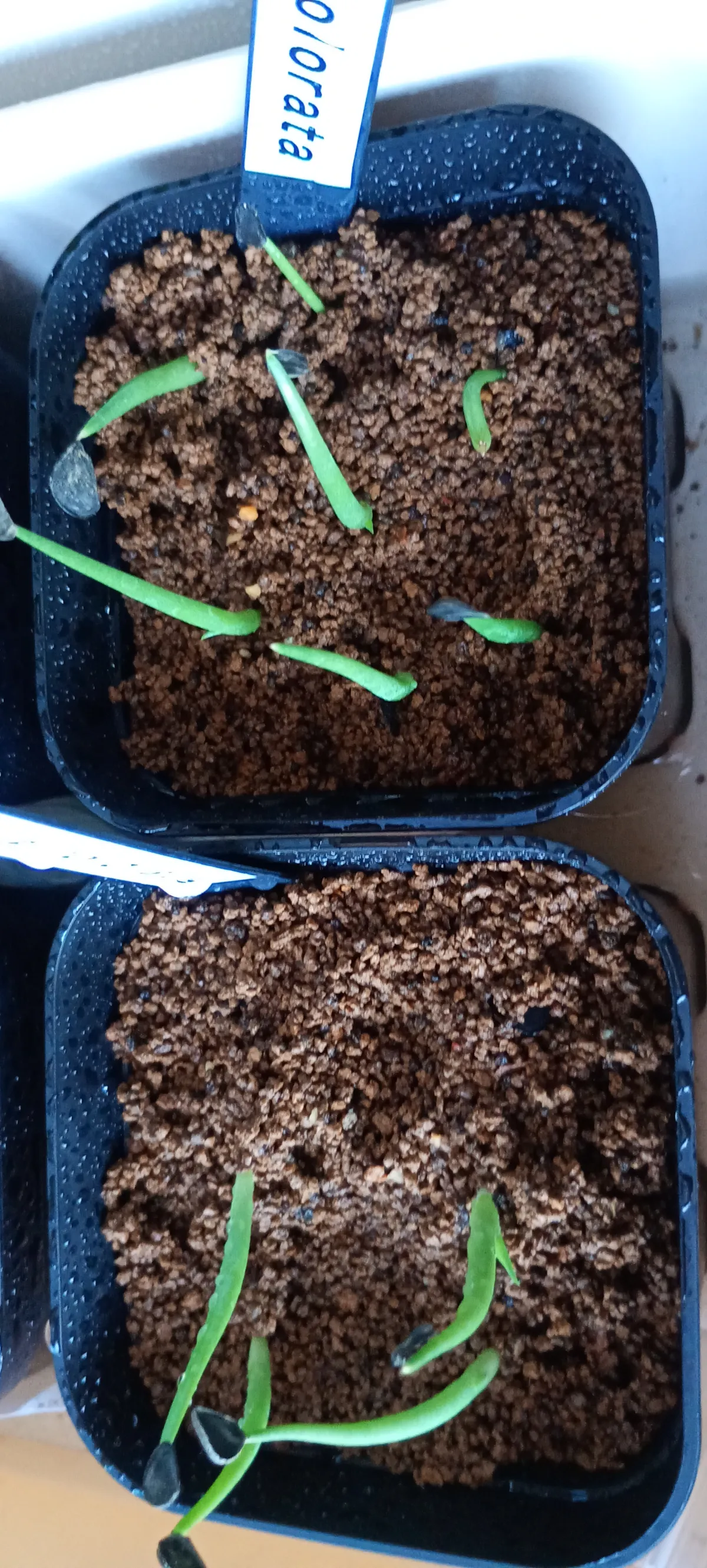 Agave colorata Mescal Ceniza (アガベ コロラータ)