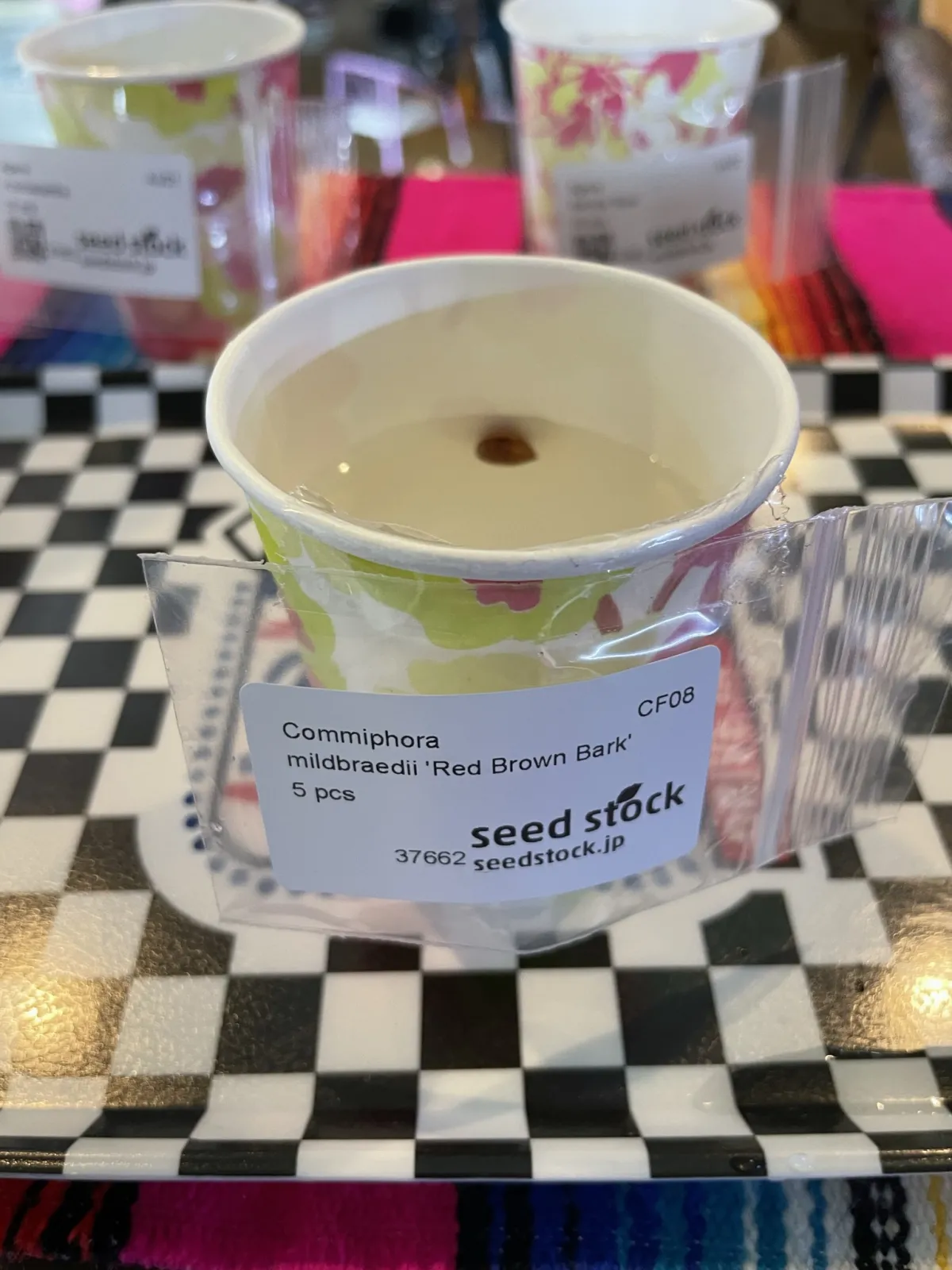 Commiphora mildbraedii Black Bark (コミフォラ ミルドブラエディ レッドブラウンバーク)