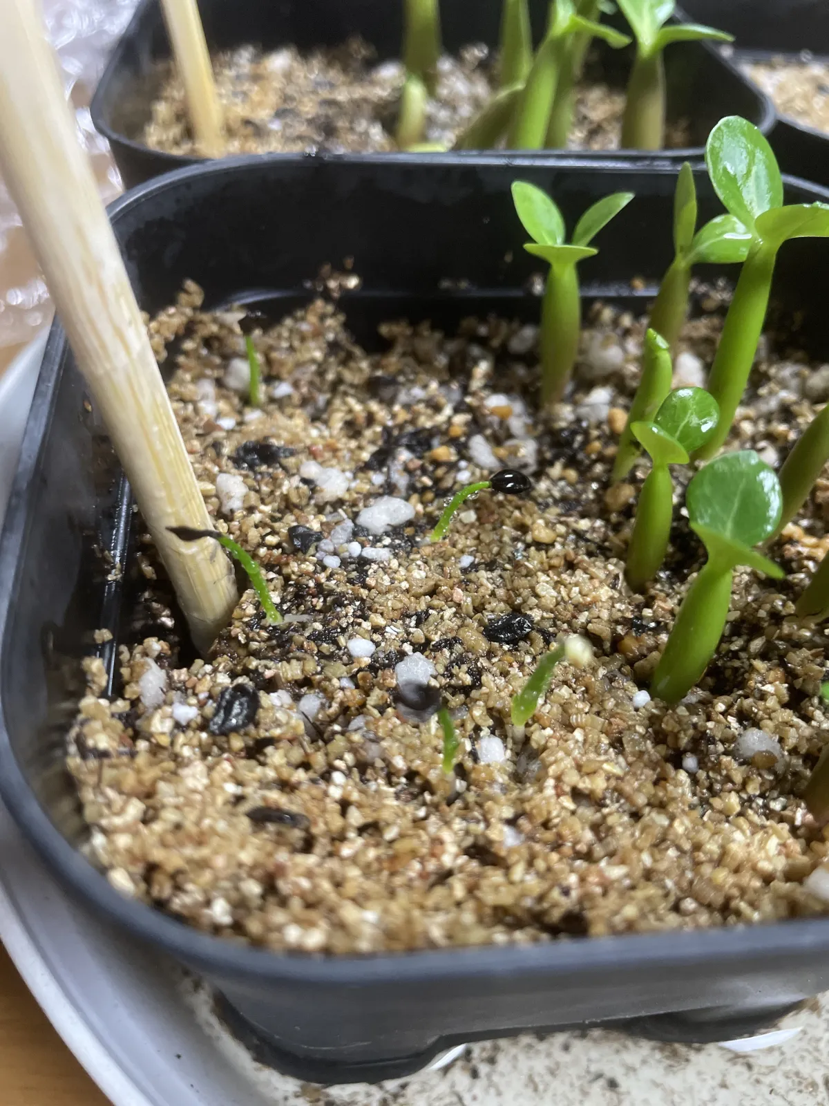 Drimia altissima (ドリーミア アルティッシマ)