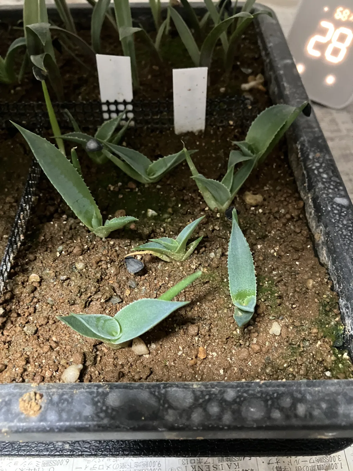 Agave americana var. franzosinii (アガベ フランゾシニー)