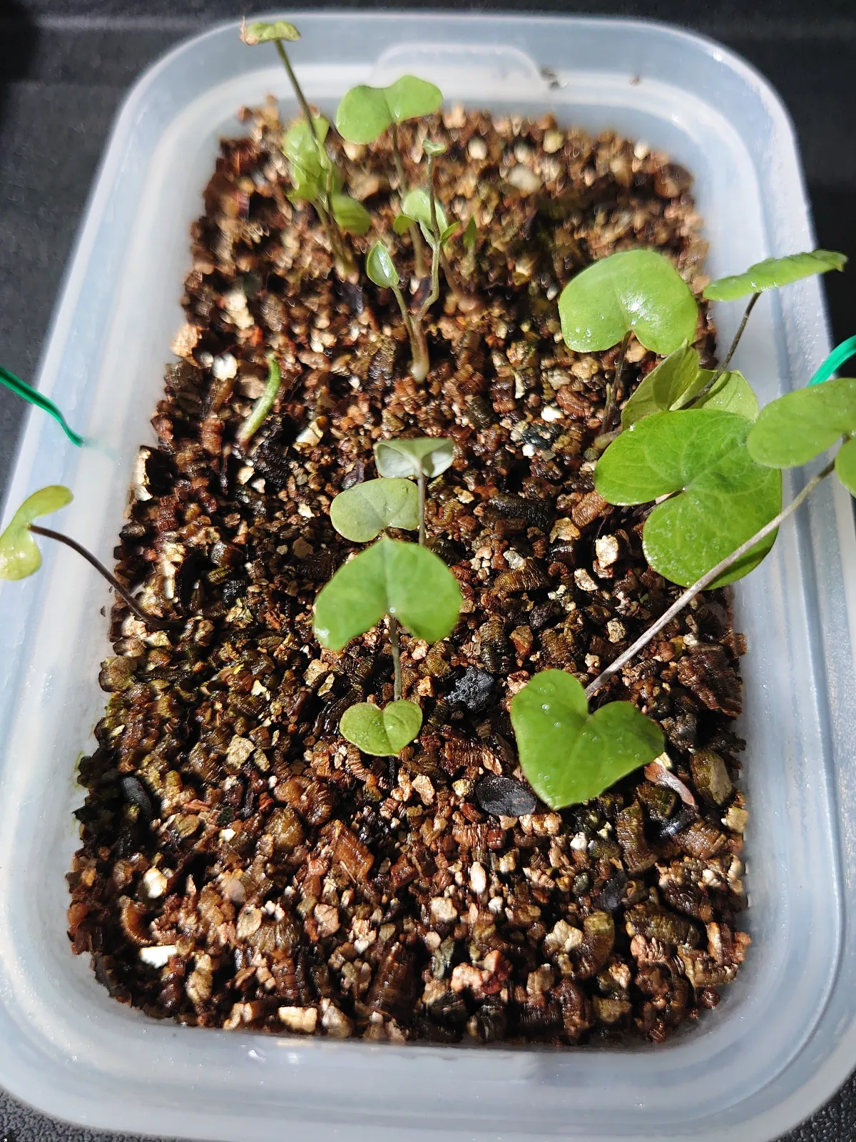 Dioscorea elephantipes (ディオスコレア エレファンティペス アフリカ亀甲竜)