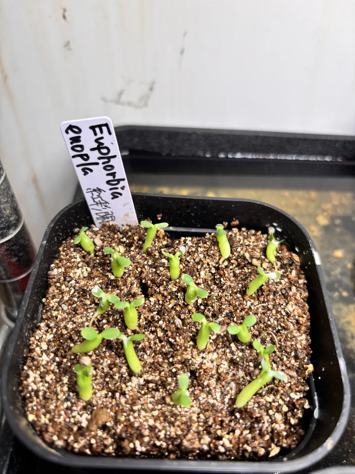 Euphorbia enopla (ユーフォルビア エノプラ 紅彩閣)