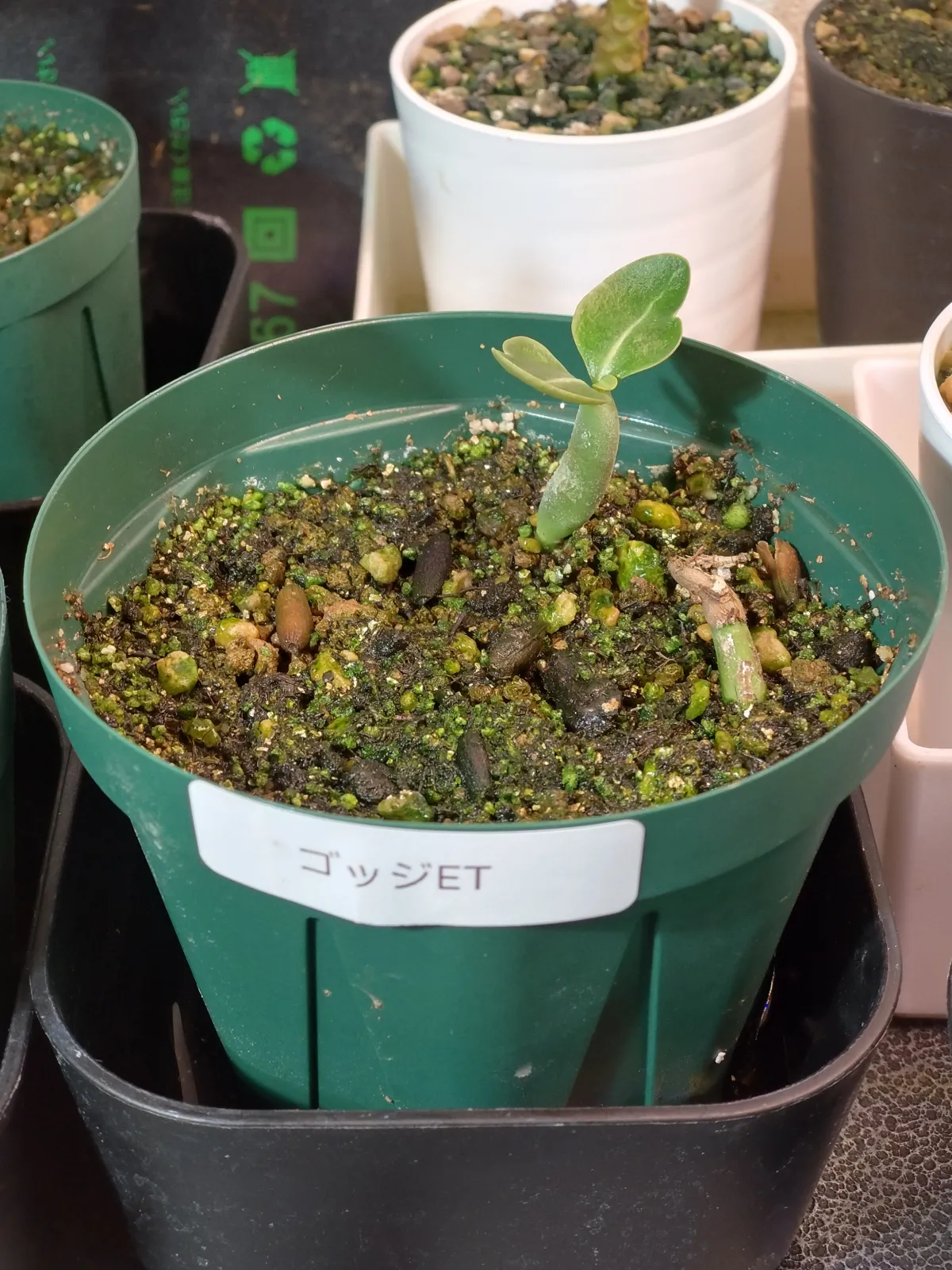 Adenium arabicum 'Godji x ET' (アデニウム ゴッジ x ET)